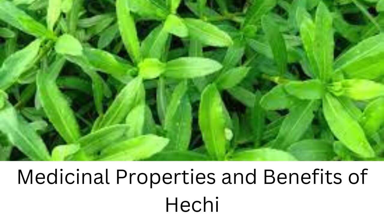 Medicinal Properties and Benefits of Hechi